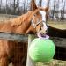 Signature Horsemen's Pride 14-Inch Horse Jolly Tug Blue one size - Buy Online on SooperMarket.com