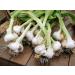 Japanese Garlic // Ajo Japones WT: 400 Pieces (510 GR) - Buy Online on SooperMarket.com