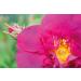 Weleda Wild Rose Body & Beauty Oil - 3.4 fl oz | Nourishing Natural Skin Care - Buy Online on SooperMarket.com