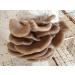 Phoenix Oyster Mushroom Grain Spawn - 1 lb | Ready-to-Use - Buy Online on SooperMarket.com