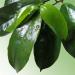 Graviola Tea 90 Bags - Premium Quality 100% Pure Leaf - Soursop, Annona Muricata, Guanabana - Buy Online on SooperMarket.com