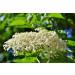 Elderflower Jelly Natural Clean - Darbo 2x640g | Premium Refreshing Bread Spread for Cakes & Breakfast - Buy Online on SooperMarket.com