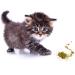 Maximum Potency Organic Catnip Blend - Premium Cat Weed for Crazy Cat Play - 1 Cup - Buy Online on SooperMarket.com