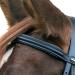 Buy Star Waldhausen Bridle Hannover Black Pony Premium Quality Equestrian Gear for International Shipping - Buy Online on SooperMarket.com