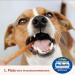 Carnello Hundeleckerli for Small Dogs - Grain-Free Puppy Spaghetti Treats | Healthy Dog Snacks (4 x 30g Pack) - Buy Online on SooperMarket.com