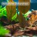 ProFlora Sea Almond Leaves | Organic Catappa Leaves for Aquariums | 12 XS Pieces (8 cm) - Natural Water Enhancer & Nutritional Supplement - Buy Online on SooperMarket.com