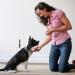 Shop Owner Dog Training Bell | Metal Wall-Mounted Door Bell - SliverDeW - Buy Online on SooperMarket.com