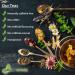 Bronchial Cyprian Herbal Tea | Upper and Lower Respiratory System | Lungs | Pure Natural Herbal Tea Grown in Europe (20 Tea Bags 40g) - Buy Online on SooperMarket.com
