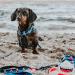 Max & Molly H-Harness - Frenzy The Shark | XS - International Shipping Available - Buy Online on SooperMarket.com