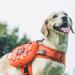 OneTigris Mammoth Dog Backpack 2.0 Version Tear Camping Hiking Dog Backpack for M/L Size Dogs (M Orange) M Orange - Buy Online on SooperMarket.com