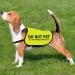 Do Not Pet No Hand Sniffs Dog Jacket Vest Nervous Anxious Dog Slogan Warning Vest (NO HAND SNIFFS Medium) NO HAND SNIFFS M EU - Buy Online on SooperMarket.com