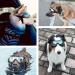 Dog Fashion: Doggles Goggles with UV Protection for Large/Medium Dogs - Buy Online on SooperMarket.com