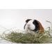 High Desert 2nd Cutting Timothy Grass Hay for Guinea Pigs, Rabbits & Small Pets - 4lb Pack - Buy Online on SooperMarket.com