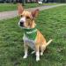 Buy printplanet Dog Scarf with Custom Name - Trees Green Design - Medium Size for Stylish Pets - Buy Online on SooperMarket.com
