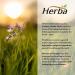 Herba NAC Supplement 600mg 180 Vegetable Capsules | N-Acetyl-L-Cysteine | NAC Supplement 600 mg for Antioxidant | Premium & Pure | Product of Canada | 180 Capsules - Buy Online on SooperMarket.com