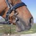 Sprenger TURNADO Stainless Steel 3-Ring Bridle 11.5 | Premium Equestrian Gear - International Shipping - Buy Online on SooperMarket.com