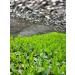 Premium Gyokuro by CHILL TEA Tokyo - Jewel dew - Exclusive Japanese green tea - Mellow deep Umami - 60g - Buy Online on SooperMarket.com