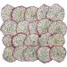 Dried Dragon Fruit Slices - Premium Dehydrated Cocktail Garnishes - 14 Servings (50g Approx) - Buy Online on SooperMarket.com