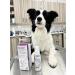 VETRADENT Oral Spray for Dogs & Cats with Biotrate Technology Fight Plaque & Tartar Freshen Breath Maintain & Promote Good Dental and Oral Hygiene 60ml Made in USA - Buy Online on SooperMarket.com