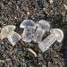 Home Decoration 40-50mm Crystal Mushroom Natural Clear Quartz Mushrooms Lovely Rose Crystal Gemstone Agaric Home Decoration Stones kaixun 1pc - Buy Online on SooperMarket.com