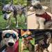 JIABEIUS Dog Goggles - Windproof Anti-Fog UV Protection Sunglasses for Cats & Small Dogs (Black) - Buy Online on SooperMarket.com