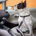 Adjustable Black Dog Seat Belt with Elastic Bungee Buffer - Car Travel Accessories - Buy Online on SooperMarket.com