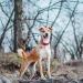 Haapaw Reflective Dog Collar - Soft Neoprene Breathable Nylon for Small & Medium Dogs (Large - 1 Pack) | Red | International Shipping Available - Buy Online on SooperMarket.com
