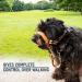 Alpha Boy Dog Training Collar | Comfortable Real Leather Harness for All Breeds | Easy-to-Use with Quick Lock Buckle (XXL) - Buy Online on SooperMarket.com