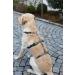 Kerbl 80044 Panic Harness Miami | Escape-proof Dog Harness | Grey 64-100cm | International Shipping Available - Buy Online on SooperMarket.com