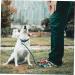 Angoily 3-Piece Dog Coupling Ground Anchor - Chrome Plated Metal Pet Tie Set (42x8.5x4cm) - Durable Silver Pet Accessories - Buy Online on SooperMarket.com