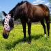 Harrison Howard Stretchable UV Protection Fly Mask - Breathable with Mesh Eye Opening & Ventilated Ear Protection - Extra-Full Size for Optimal Comfort - Buy Online on SooperMarket.com