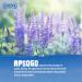 APSOGO Organic Greek Sage Tea - 100g Loose Leaf - Buy Online on SooperMarket.com