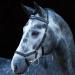 Ireland Rambo Micklem Competition Bridle Black L - Premium Quality Equestrian Gear for Global Shipping - Buy Online on SooperMarket.com