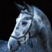 Ireland Rambo Micklem Competition Bridle Black L