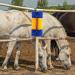 Generic Scratch Brush for Farm Animals - Itching Relief & Massage Tool for Cows Horses Sheep & Pigs - Durable Cleaning Brush - Buy Online on SooperMarket.com