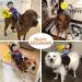 Small Cowboy Rider Style Pet Costume for Dogs - Fun and Stylish Pet Suit - Buy Online on SooperMarket.com