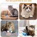 Dacitiery 9Pcs Catnip Mice Toys - Interactive Play & Teeth Cleaning for Cats & Kittens - Buy Online on SooperMarket.com