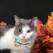 Fall Bow Tie Pumpkin Cat Collar Set with Bell | Autumn Thanksgiving Harvest Holiday Collar for Cats | Pumpkin Patch Design for Boys and Girls - Buy Online on SooperMarket.com