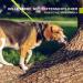 Toozey Waterproof Drag Line for Dogs - 3m 5m 7m 10m 15m 20m - Robust Leash with Hand Loop & Mains Bag - Perfect for All Dog Sizes - Neon Yellow - Buy Online on SooperMarket.com