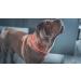 Vetocanis Red Dog Control Collar - 7 Years | Effective Training Solution - Buy Online on SooperMarket.com
