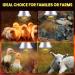 BrightArk 250W Poultry Heat Lamp with 2.5M Wire and 2M Hanging Chain - Energy Saving Switch, Livestock Breeding Brooder Lamp for Puppies, Chicks, Piglets, Reptiles (No Bulb) - Buy Online on SooperMarket.com