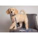 Pets First NFL Large Pet Leash | Officially Licensed Dog Leash - Buy Online on SooperMarket.com