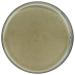 True Moringa Moringa Face Mask | Deep Pore Detox & Clarifying Facial Mask | Vegan Skincare for Radiant Skin - Buy Online on SooperMarket.com