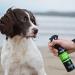 Animology Stink Bomb Deodorising Dog Spray Twin Pack 250ml - Buy Online on SooperMarket.com