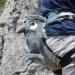 Shark Chalk Bag - Animal Edition for Rock Climbing | Perfect Gift for Climbers - Buy Online on SooperMarket.com