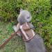 Escape-Proof Cat Harness & Leash Set - Adjustable Reflective Breathable Design for Large Cats (L Brown) - 150cm Cat Leash - Buy Online on SooperMarket.com