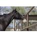 Himalayan Salt Block on Rope for Horses - 2.2 lbs | Natural Mineral Supplement - Buy Online on SooperMarket.com