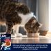 Felix Soup Cat Food Bundle Containing Farm and Fish Selection 48g x24 | Cat Treats 60g x2 | Silvervine Sticks - Buy Online on SooperMarket.com