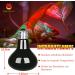 Neptonion 100W Infrared Heat Lamp for Reptiles | UVA Basking Spot Lamp for Snakes Chameleons Geckos & More - Buy Online on SooperMarket.com