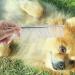 F Fityle Stainless Steel Dog & Cat Comb - Ideal for Long & Short Hair Pet Grooming Tool for Kittens & Small Animals - Buy Online on SooperMarket.com